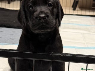 Mixed Breed dogs - Advert 5