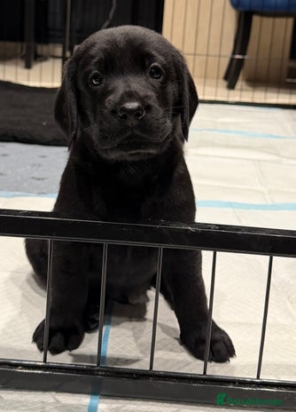 Mixed Breed dogs - Advert 4