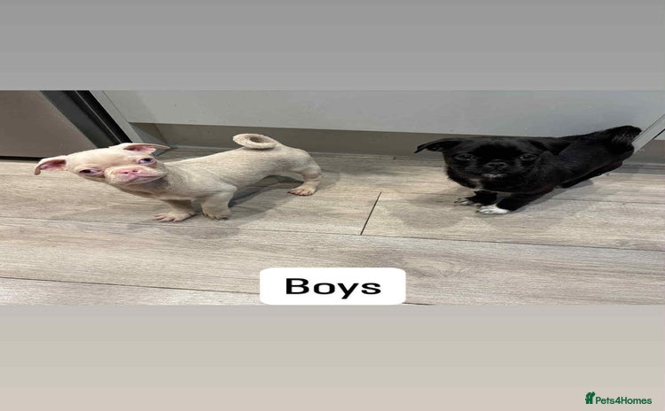 Pug dogs - Advert 1
