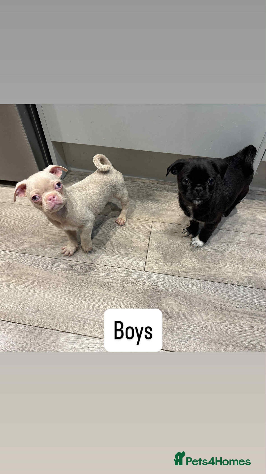 Pug dogs for sale: 🐾 Adorable 9-Week-Old Pug Puppies 🐾 - Image 1