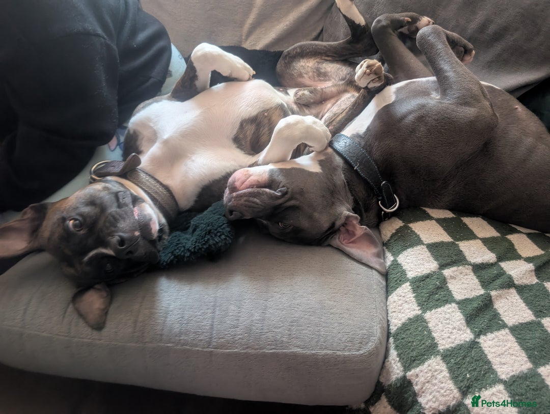 American Bull Staffy dogs for stud: For Stud - Image 11