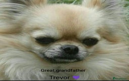 Chihuahua dogs for sale: Only one beautiful boy left,he's totally stunning  - Image 25
