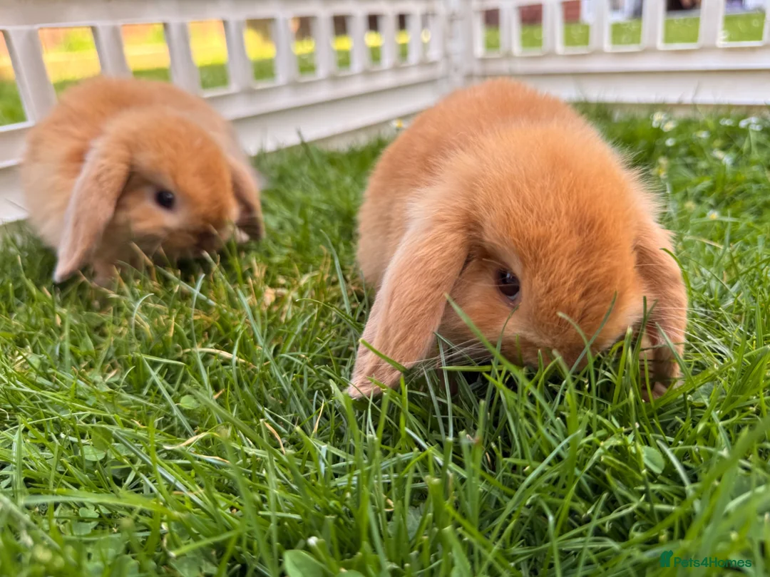 Mini Lop rabbits for sale: Beautiful Mini Lop baby rabbits - Advert 9