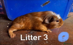 Guinea Pig rodents for sale: Baby Guinea Pigs For Sale - Image 7
