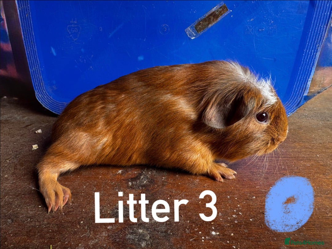 Guinea Pig rodents for sale: Baby Guinea Pigs For Sale - Image 7