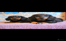 Dachshund dogs for stud: Standard long haired Dachshund  - Image 6