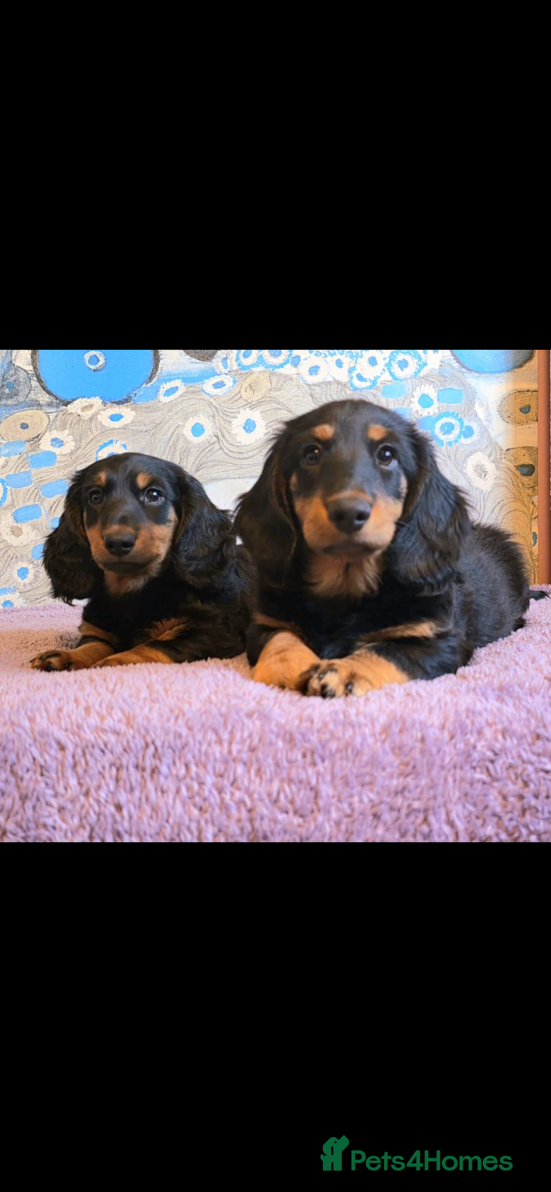 Dachshund dogs for stud: Standard long haired Dachshund  - Image 6