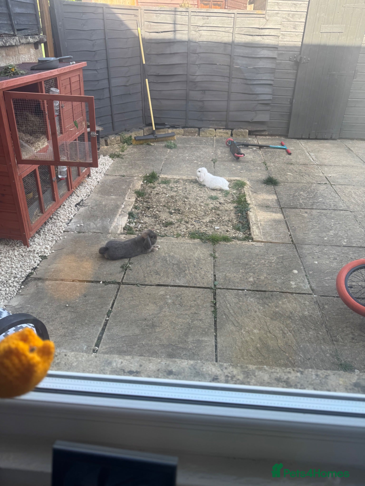 Dwarf Lop rabbits 2 x male rabbits  - Advert 18