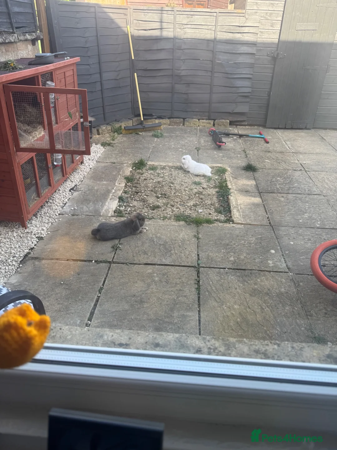 Dwarf Lop rabbits for sale: 2 x male rabbits  in Stroud - Advert 1