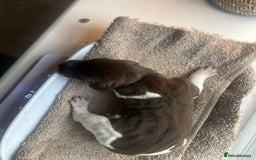 German Shorthaired Pointer dogs for sale: Beautiful KC reg German Shorthaired Pointer Pups - Image 11