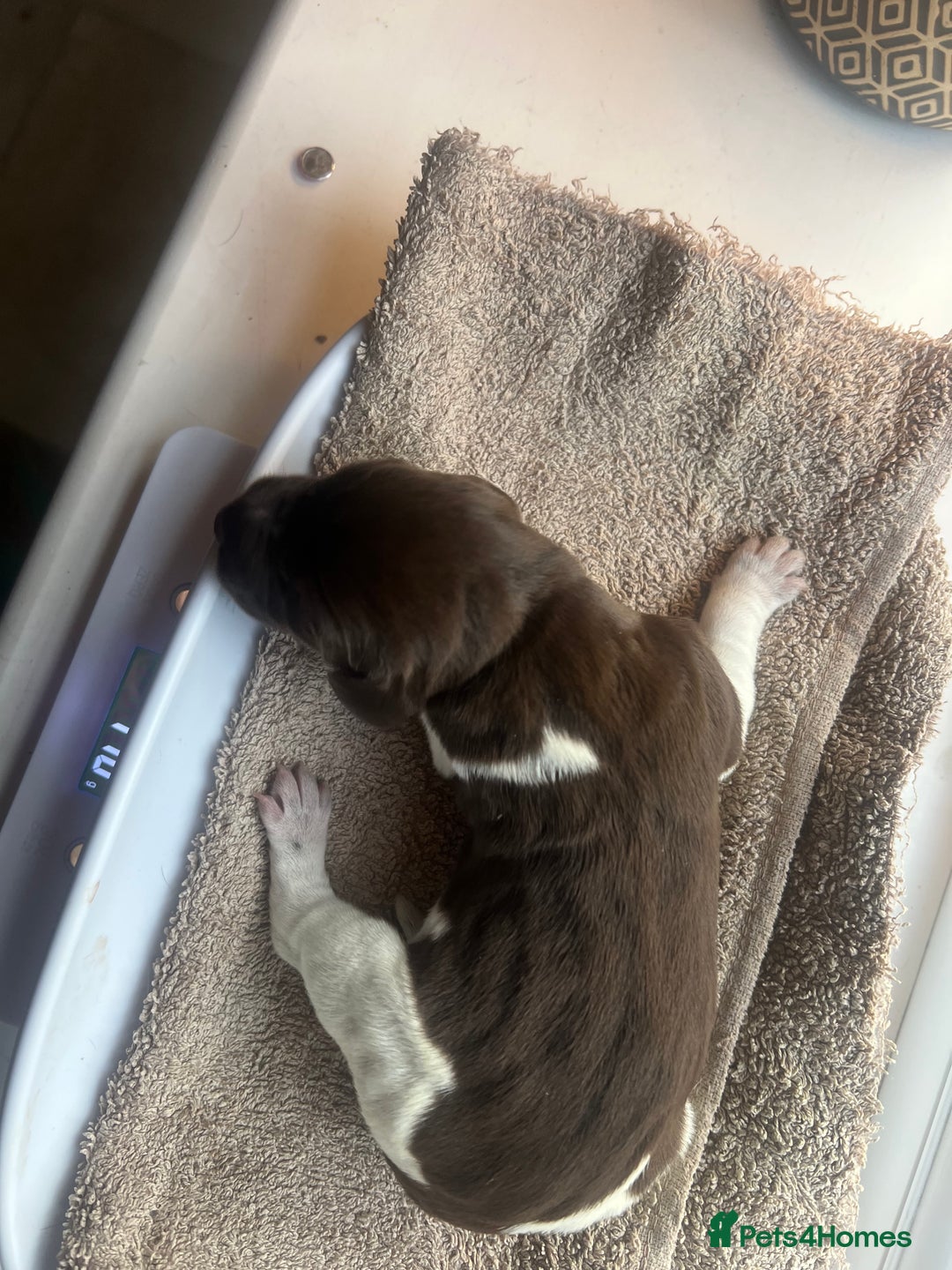 German Shorthaired Pointer dogs for sale: Beautiful KC reg German Shorthaired Pointer Pups - Image 11