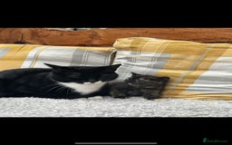 Mixed Breed cats for sale: Beautiful kitten looking for forever home  - Image 2