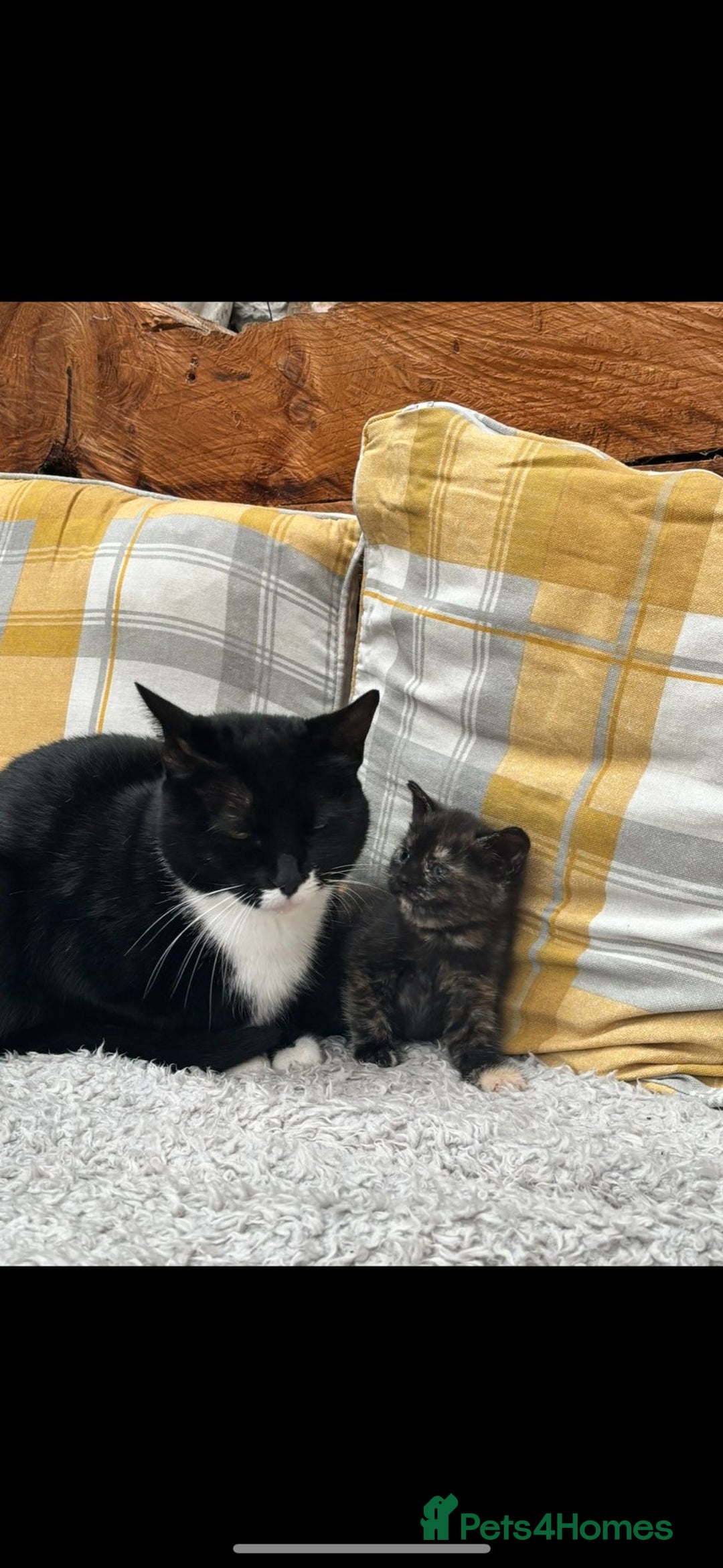 Mixed Breed cats for sale: Beautiful kitten looking for forever home  - Image 2