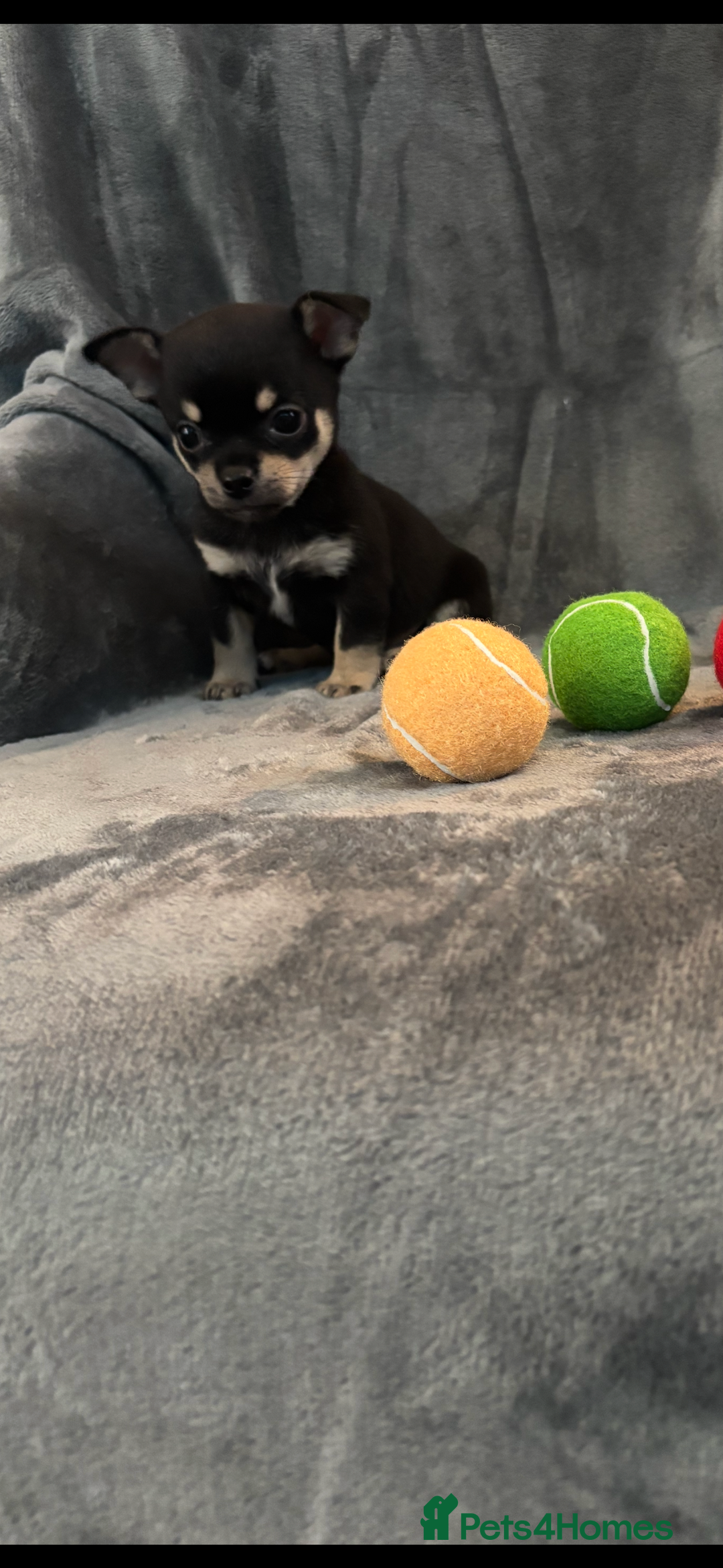 Chihuahua dogs for sale: Chihuahua puppy’s  - Image 6
