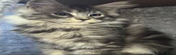 Maine Coon cats for sale: Maine coon kittens TICA - Advert 8
