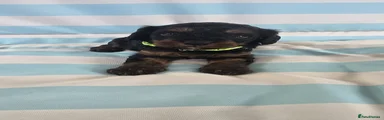Light Green Collar - Tan and Black