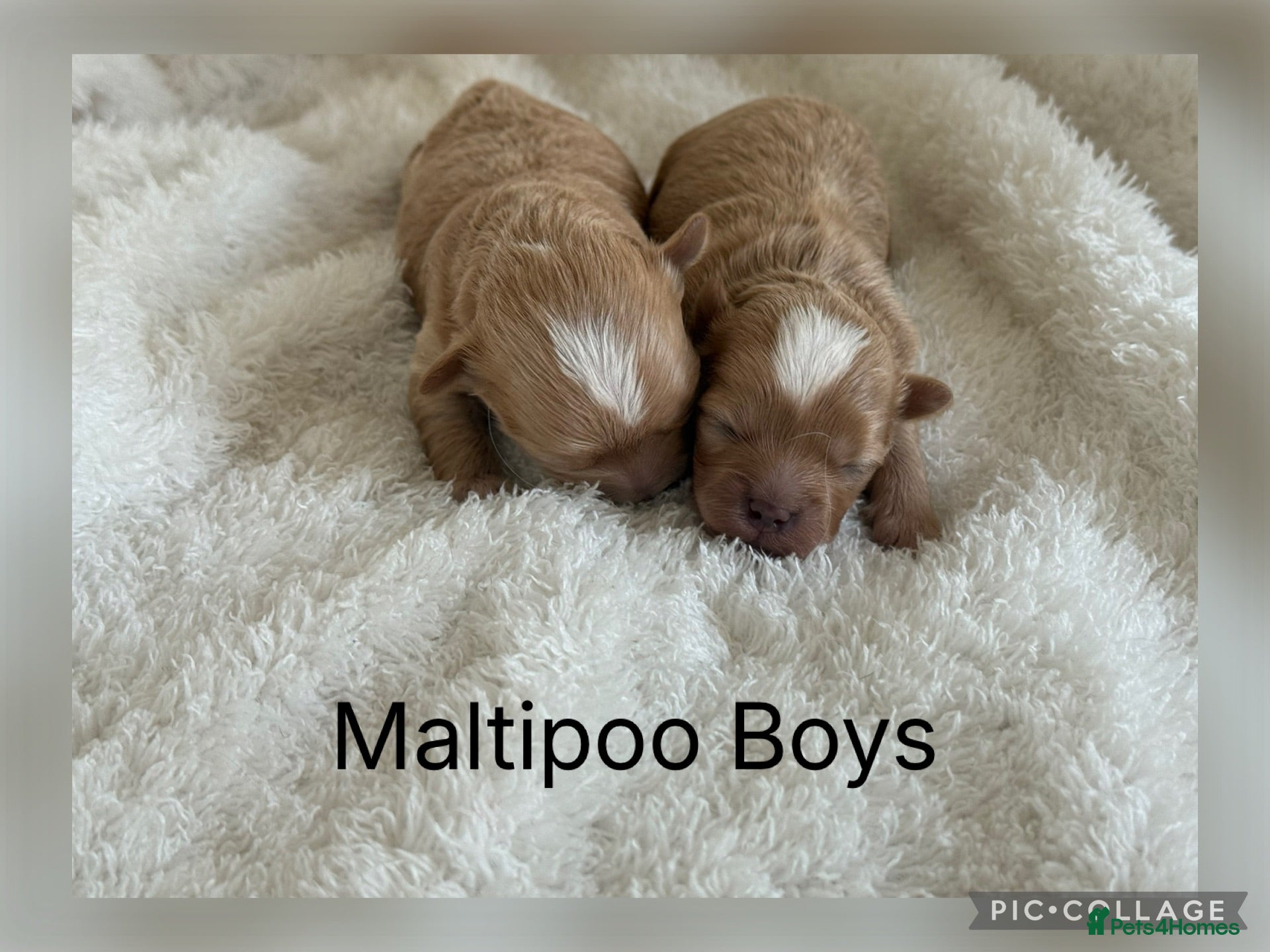 Maltipoo dogs Maltipoo Babies  - Advert 1