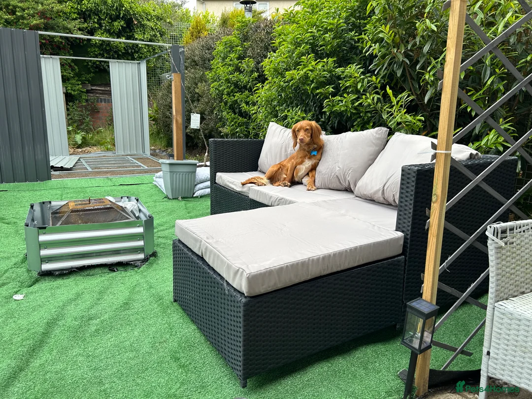 Cocker Spaniel dogs for sale: Looking to rehome my 2 nearly 3 year old cocker  - Advert 2