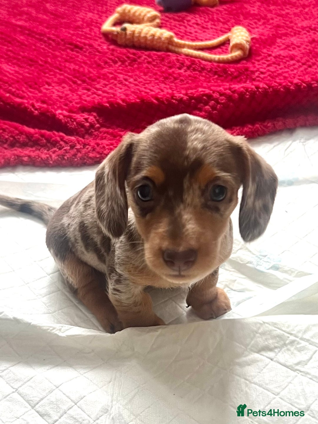 Dachshund dogs for sale: Beautiful daschund’s for sale  - Advert 8