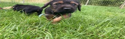 Mixed Breed dogs for sale: Border Terrier x wire haired Dachshund  - Advert 7
