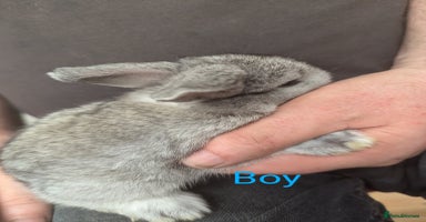 Mini Lop rabbits - Advert 4