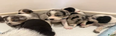 Mixed Breed 4