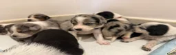 Mixed Breed dogs for sale: Collie/Cocker Mixed Puppies - Advert 6