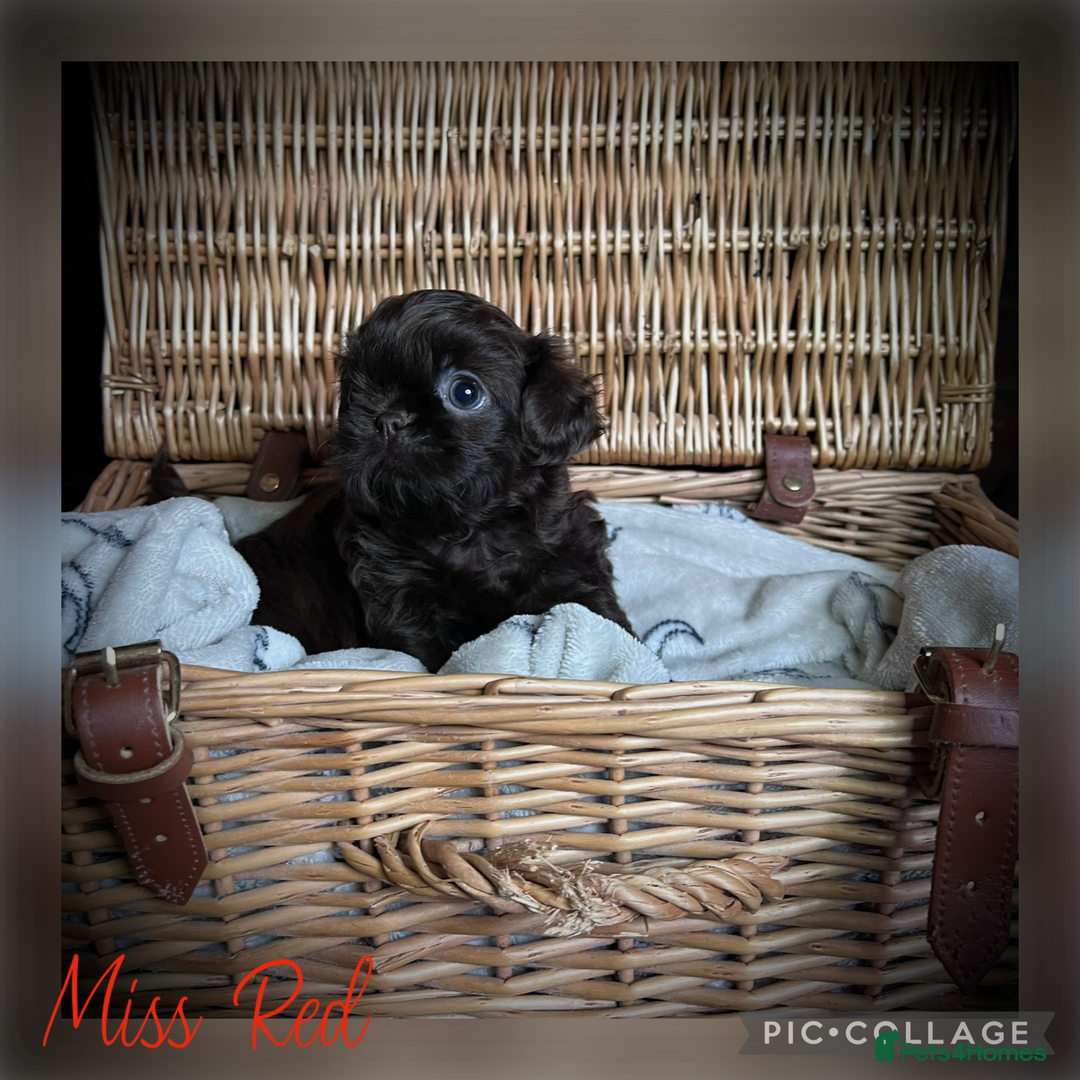 Shih Tzu dogs for sale: Stunning KC chocolate imperial Shihtzu puppies - Image 12