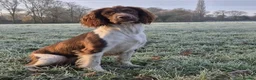 English Springer Spaniel dogs for sale:  Beautiful Liver & White Springer Spaniels - Advert 2