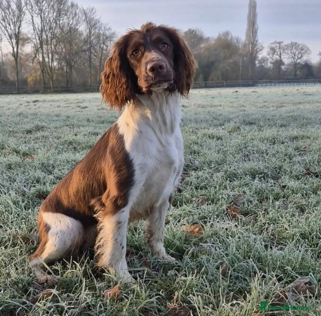 English Springer Spaniel dogs for sale:  Beautiful Liver & White Springer Spaniels - Advert 2