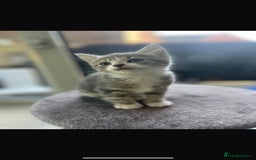 Maine Coon cats for sale: Maincoon cross British blue  - Image 3