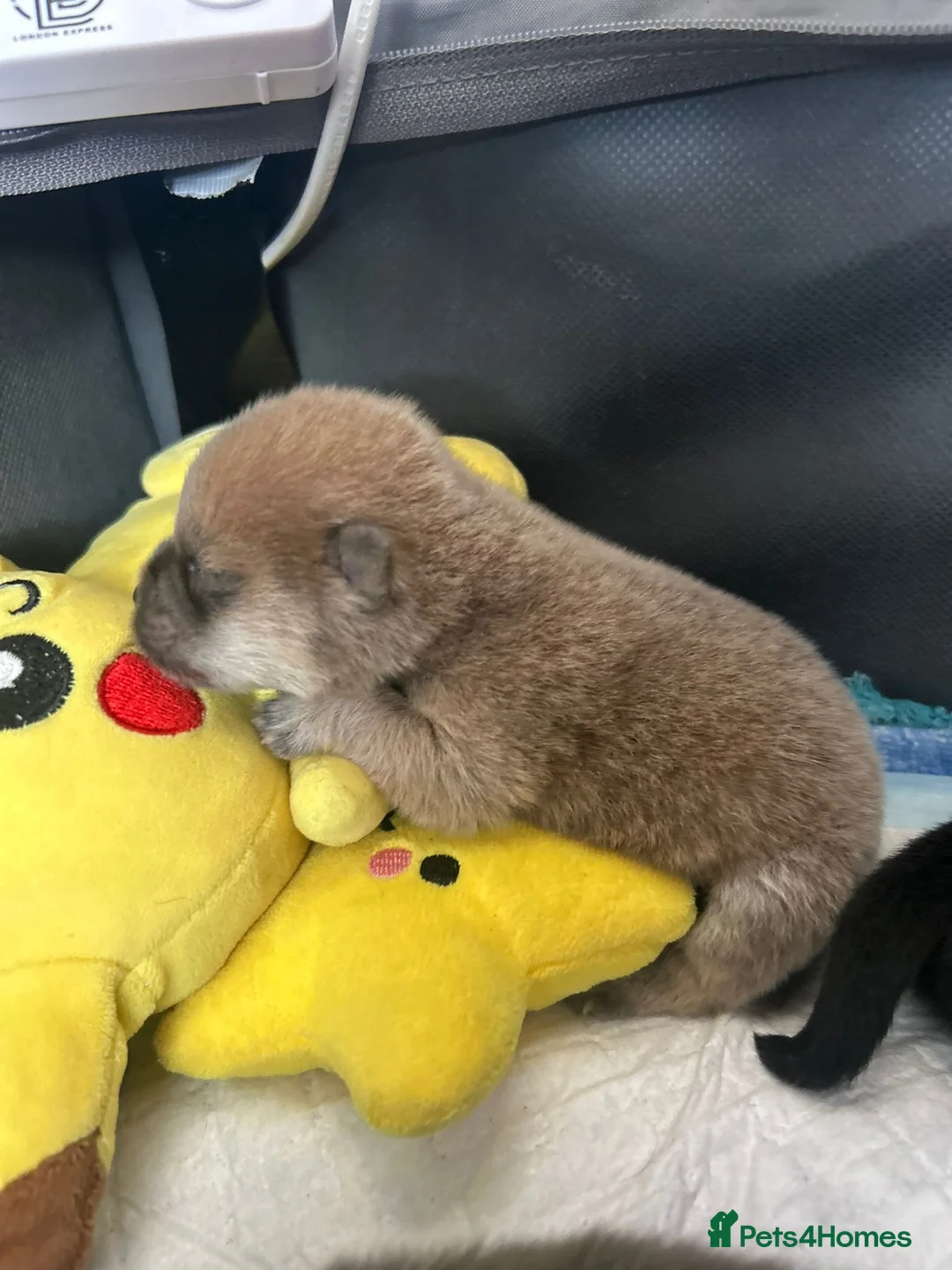 Chow Chow dogs for sale: 18 day old puppies 🩷🩷🩷💙🩷🩷🩷 - Advert 2