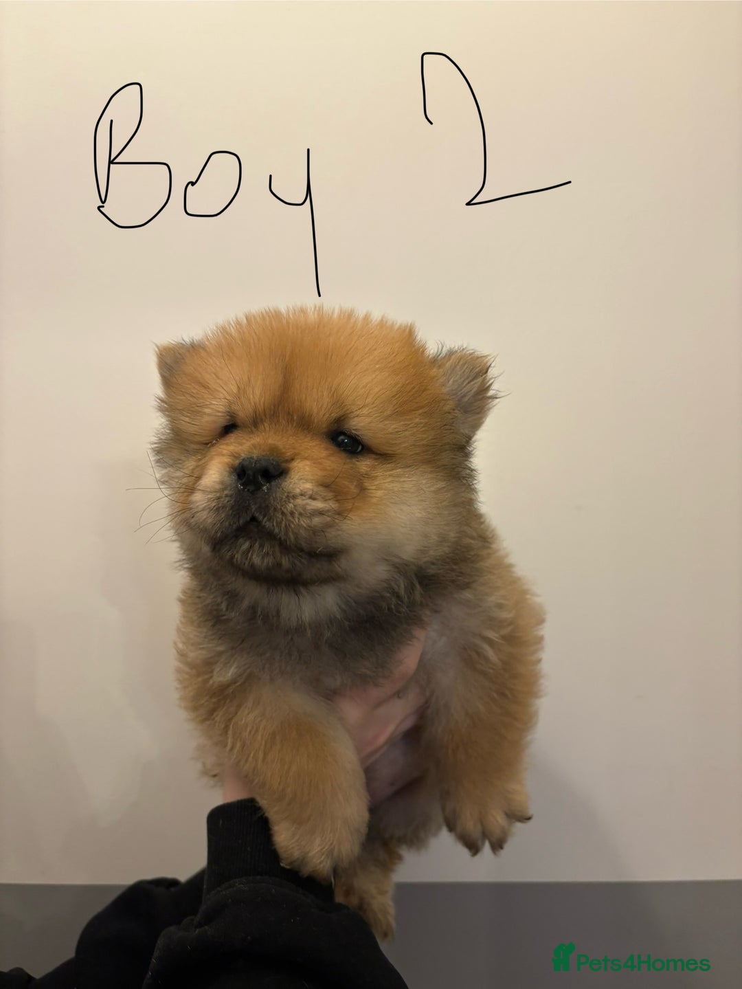 Chow Chow dogs for sale:  🐾 Exclusive Chow Chow Puppies  - Advert 17