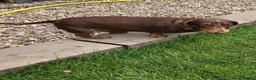 Miniature Dachshund dogs for sale: Kc registered min dachshunds bitches  - Advert 4