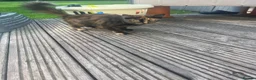 Mixed Breed cats for sale: Mixed Exotic Kittens - Advert 2