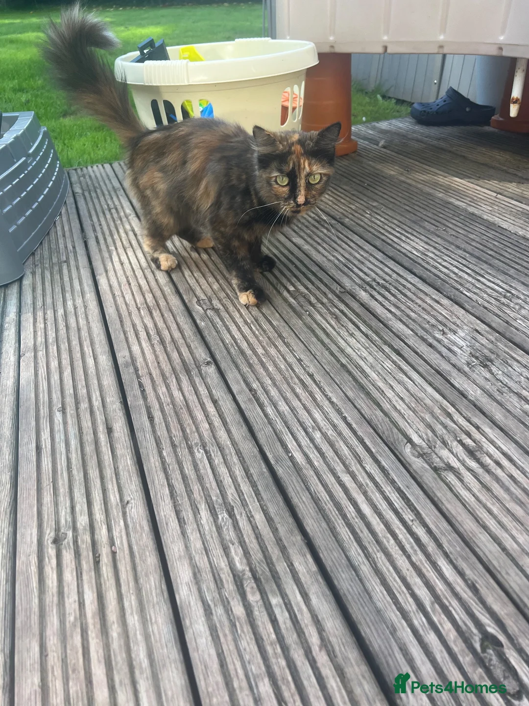 Mixed Breed cats for sale: Mixed Exotic Kittens - Advert 2