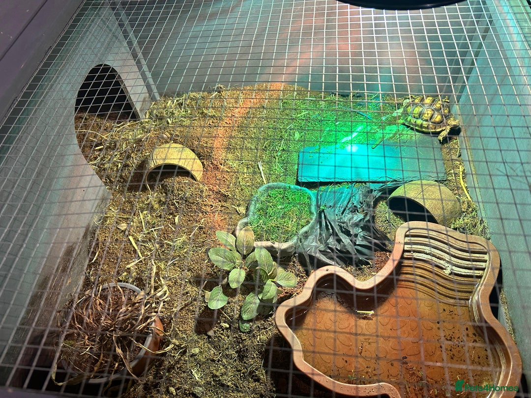 Tortoise reptiles for sale: Baby Sulcata. - Image 3