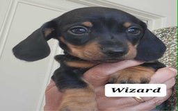 Miniature Dachshund dogs for sale: QUALITY MINIATURE DACHSHUND SMOOTH PUPS - Image 22
