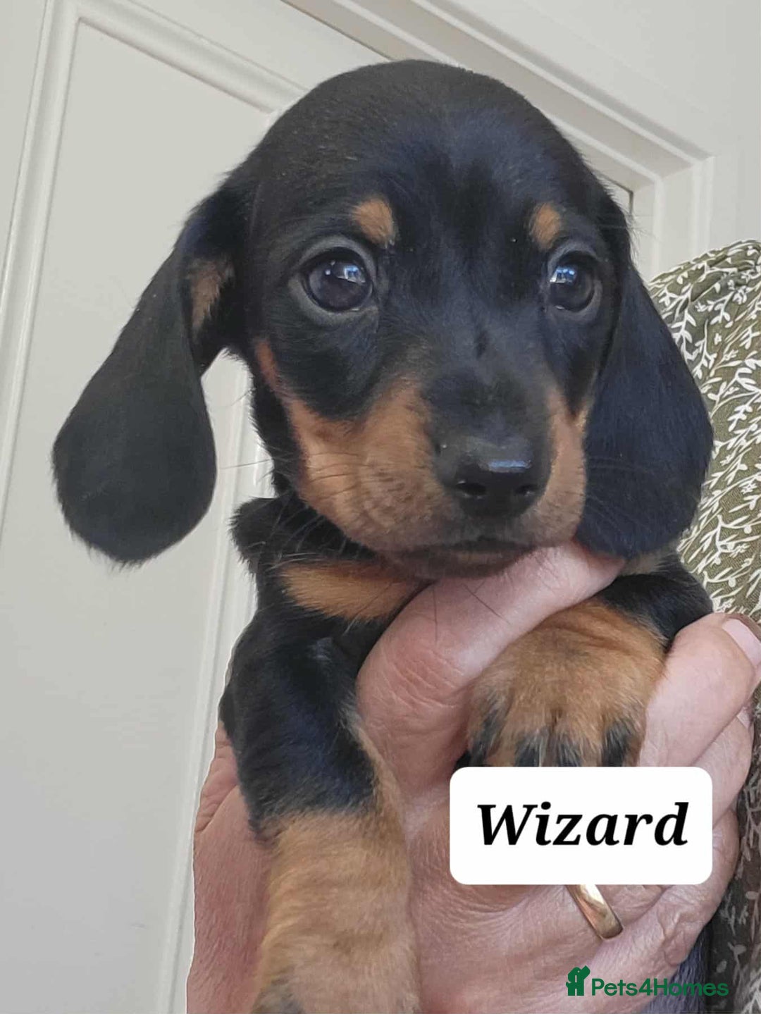 Miniature Dachshund dogs for sale: QUALITY MINIATURE DACHSHUND SMOOTH PUPS - Image 22