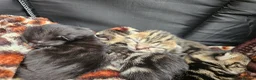 Mixed Breed cats for sale: Stunning Bombay Cross Kittens – Trained & Playful - Advert 26