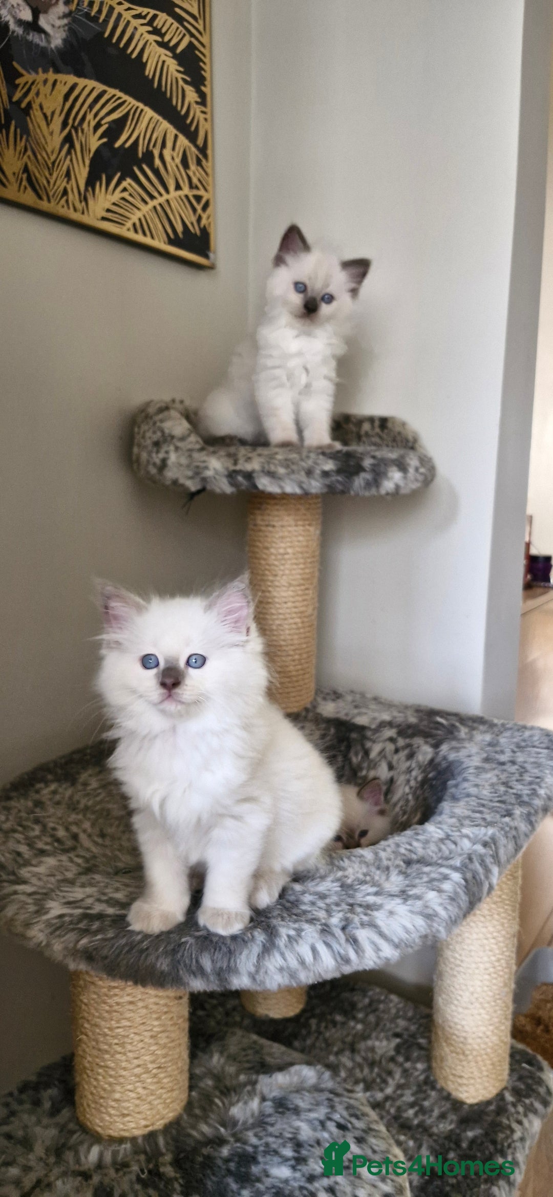 Ragdoll cats for sale: 🐾Last  Girl - Genetically clear 🐾 - Image 9