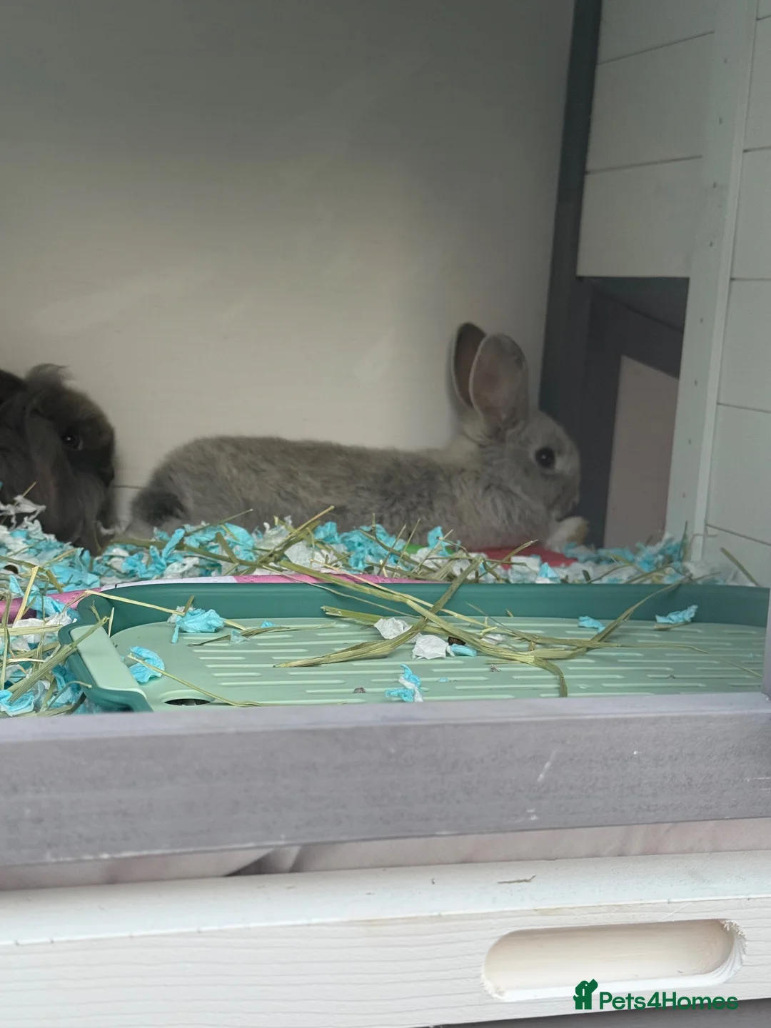 Mixed Breed rabbits for sale: Two rabbits for adoption  in Wokingham - Advert 2
