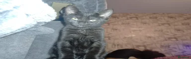 Black kittens 