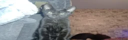 Bombay cats for sale: Black kittens  in Kirkcaldy - Advert 6
