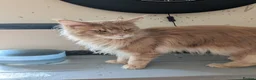 Maine Coon cats for sale: Male Maine coone  in Woodhall Spa - Advert 6