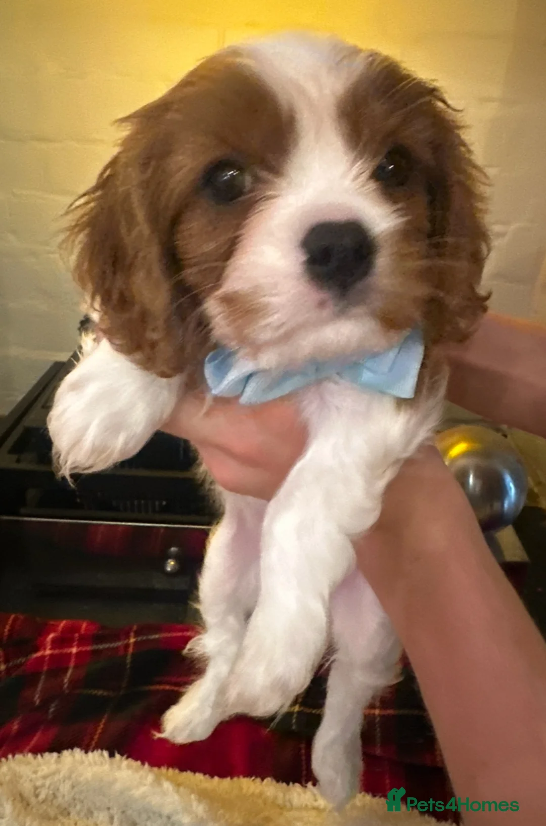 Cavalier King Charles Spaniel dogs for sale: King Charles Cavalier BOY Champion  - Advert 11