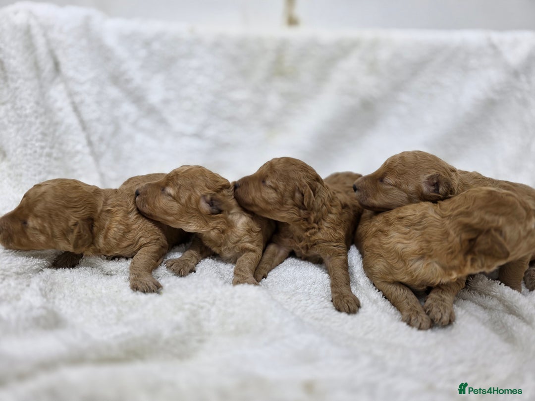 Miniature Poodle dogs for sale: 🐶✨ Stunning Mini Poodle Puppies ✨🐶 - Image 11