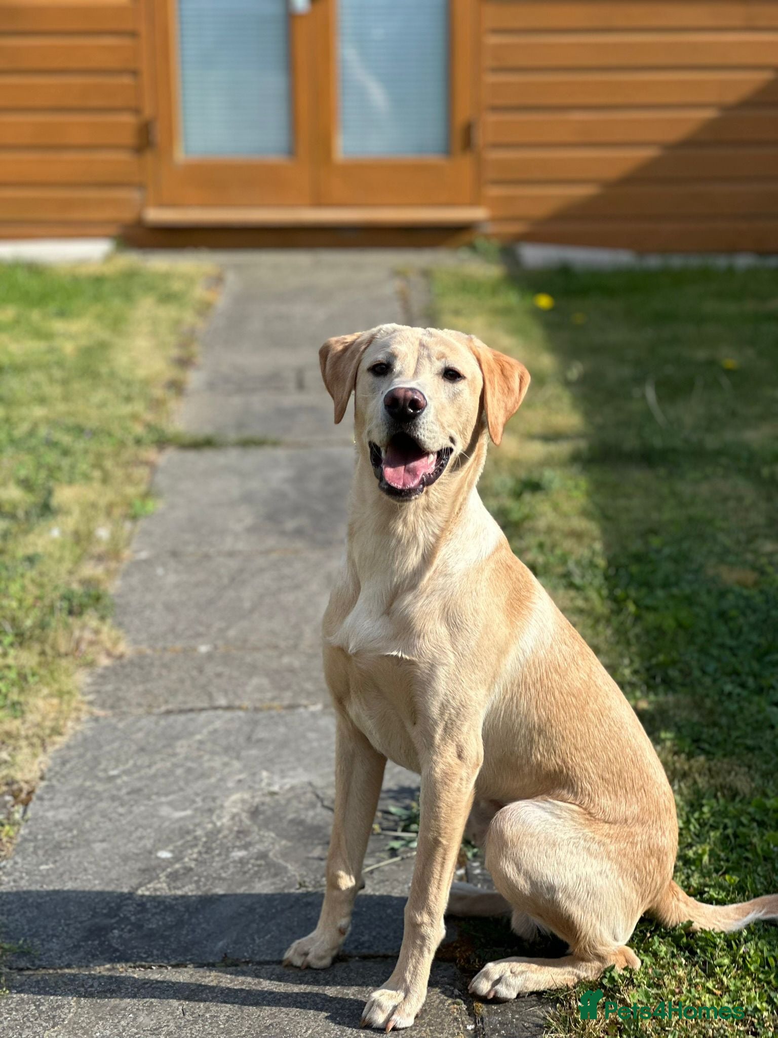 Labrador Retriever dogs Quality KC Labrador Retriever - Advert 5