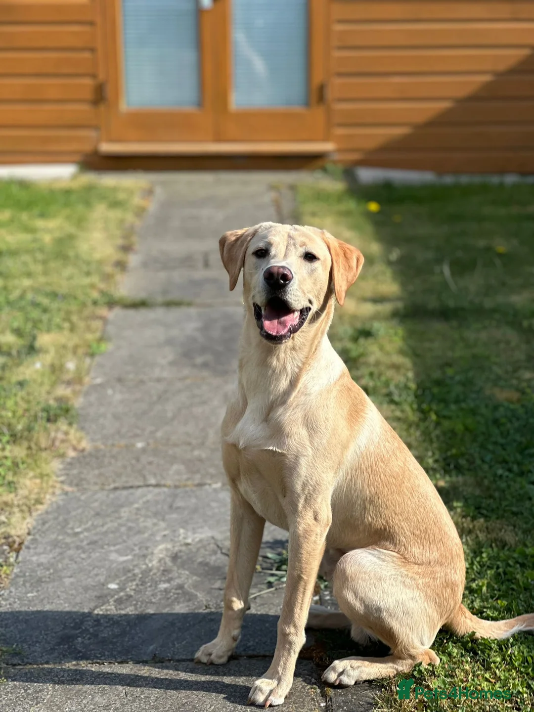 Labrador Retriever dogs for sale: Quality KC Labrador Retriever - Advert 1