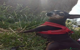 Miniature Pinscher dogs for sale: Help me to find home  - Image 4